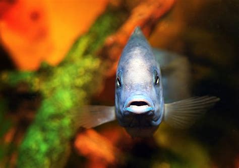 14,000+ Fish Front Stock Photos, Pictures & Royalty.
